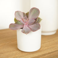A stunning 'Penelope' Echeveria succulent houseplant in a white decorative pot - sold separately.