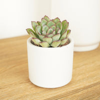 An inspiring Echeveria 'Poppy' Indoor Succulent Houseplant in a decorative white ceramic pot - sold separately. This variety is great for beginners, air-purifying & sure to inspire!
