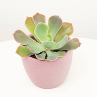 A stunning Echeveria 'Rose Crown' tropical succulent - a beginner friendly beauty admired for its distinct bursting rosette of fleshy leaves reminiscent of a crown or firework. Shown in a decorative pink ceramic pot sold separately.