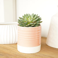 A stunning Echeveria 'Willow' succulent tropical houseplant shown in a decorative ceramic pot (sold separately.) Great for gifting, easy to care for and sure to inspire!