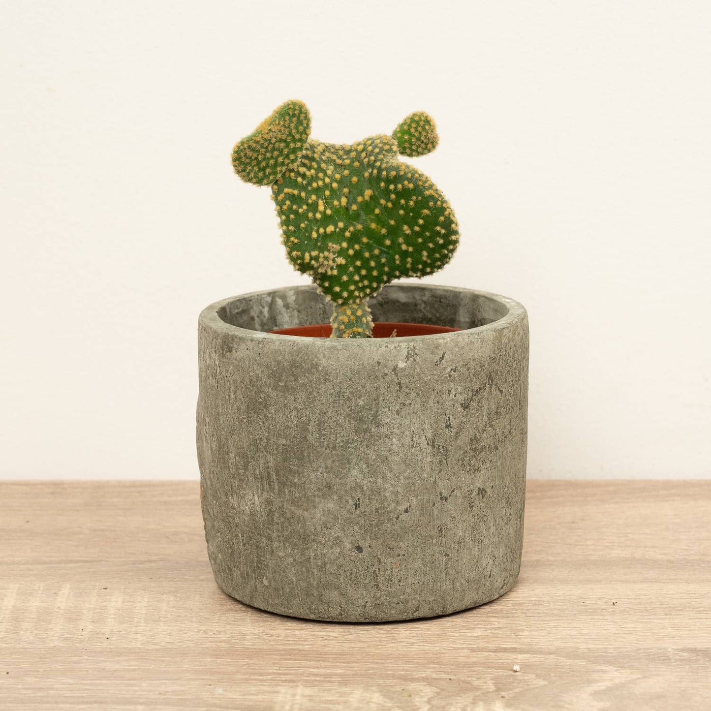 Emerald Idol Cactus | Cristata