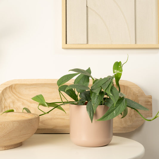 Blue Pothos | Cebu Blue | Potted Houseplants