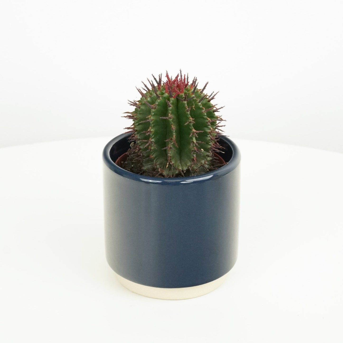 Cactus | Limited Edition