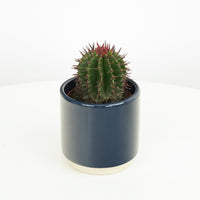 A stunning limited edition speciality cactus from our growing friends - pick one up whilst stocks last! Available at www.houseplant.co.uk