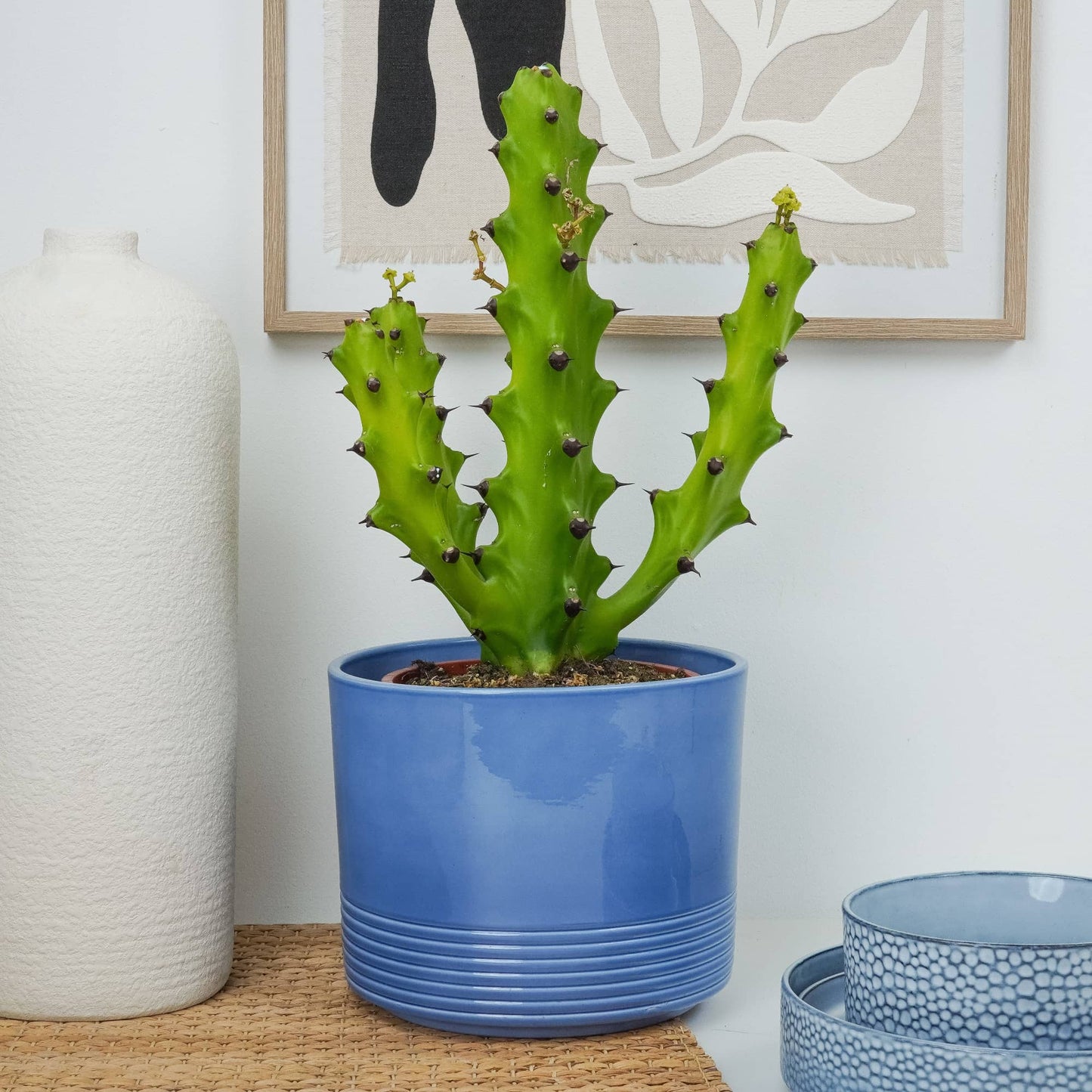 Spurge Cactus