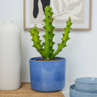Euphorbia Mauritanica Spurge Cactus in a cosy ceramic blue pot. This variety is great for beginners, wonderfully distinct, and sure to brighten up all sorts of spaces at home, in the office & beyond with its lengthy green stems that take the form of a candelabra.