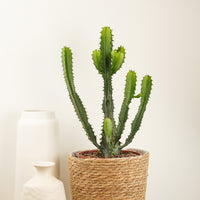 Euphorbia Triangularis Triangle Plant in a decorative woven pot against a whilst background.