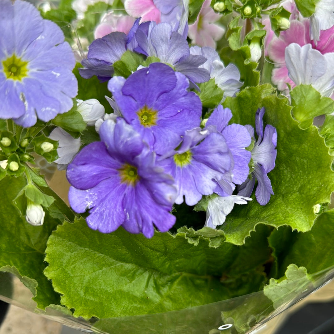 Primula | Touch-me Lilac