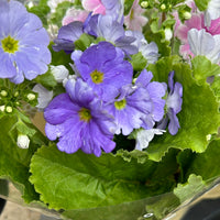 Primula | Touch-me Lilac