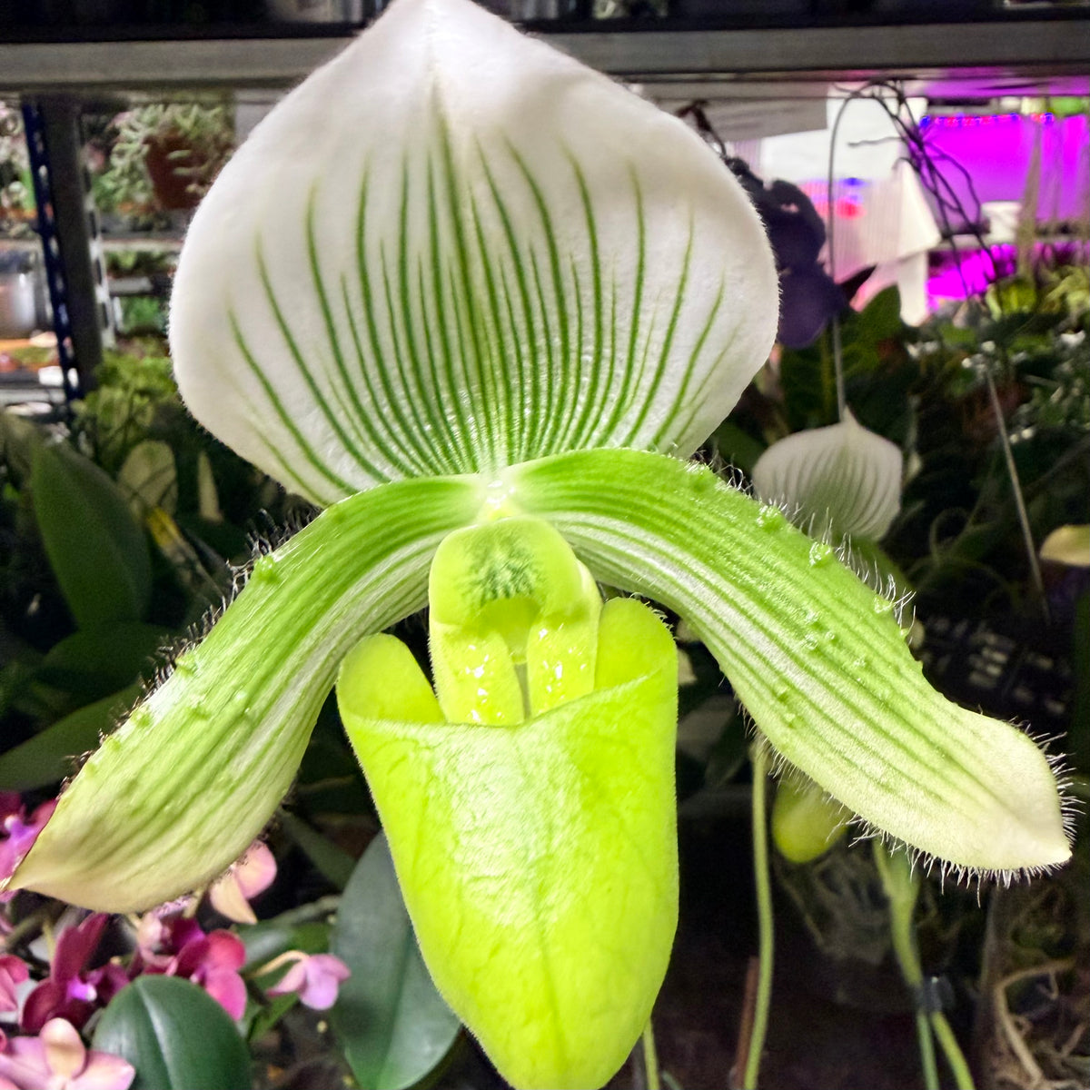 Venus Slipper Orchid | Femma