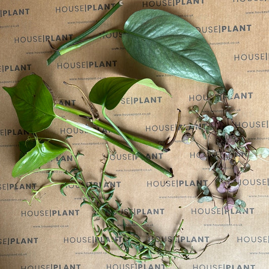 Chop and Prop Set 1 | Unrooted Cuttings | Clearance Plants
