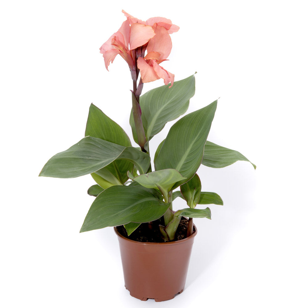 Canna | Salmon