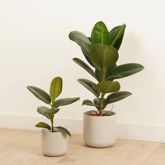 Rubber Plant | Robusta | Potted Houseplants