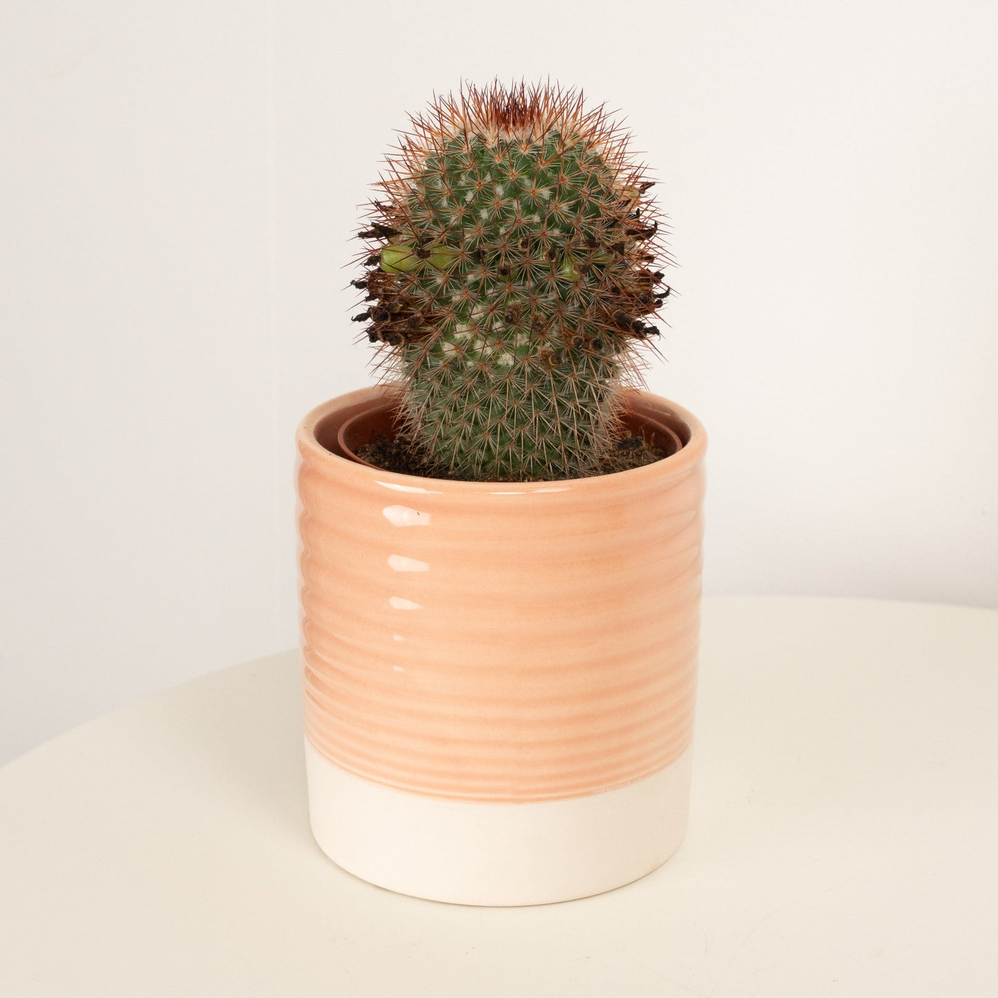 Flame Cactus