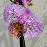 Phalaenopsis Orchid | Leopink