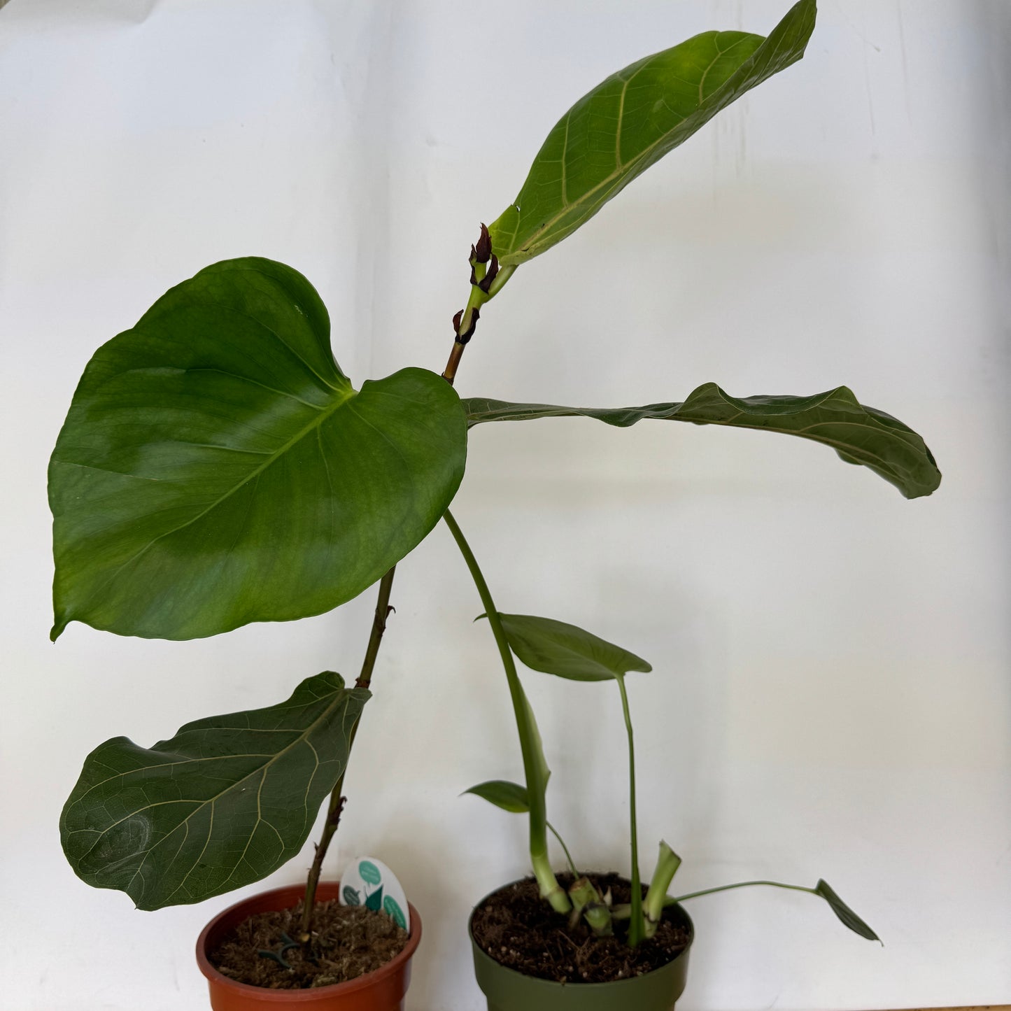 Rescue Me! Tall Pair 8