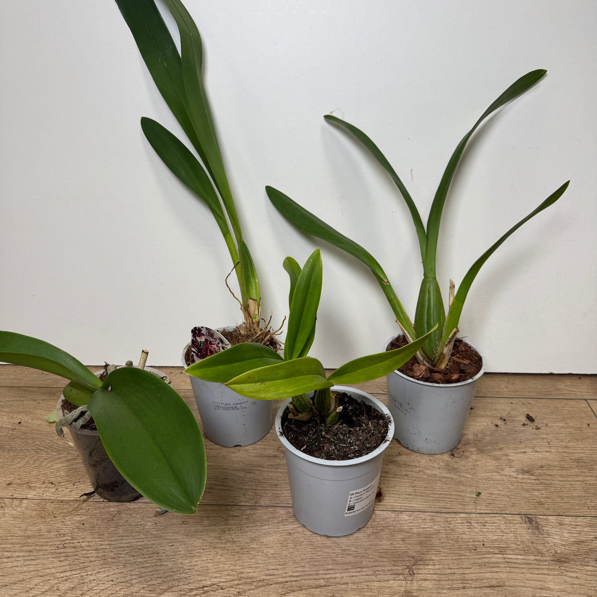 Speciality Orchid Rescue Me! Box 14