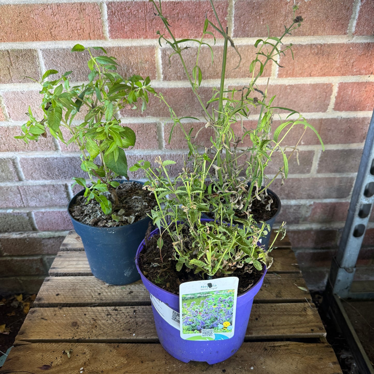 Garden Rescue Me! Box 11