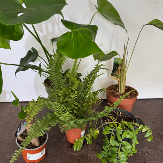 Rescue Me | Box M | Potted Houseplants