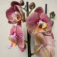 Phalaenopsis Orchid | Berger