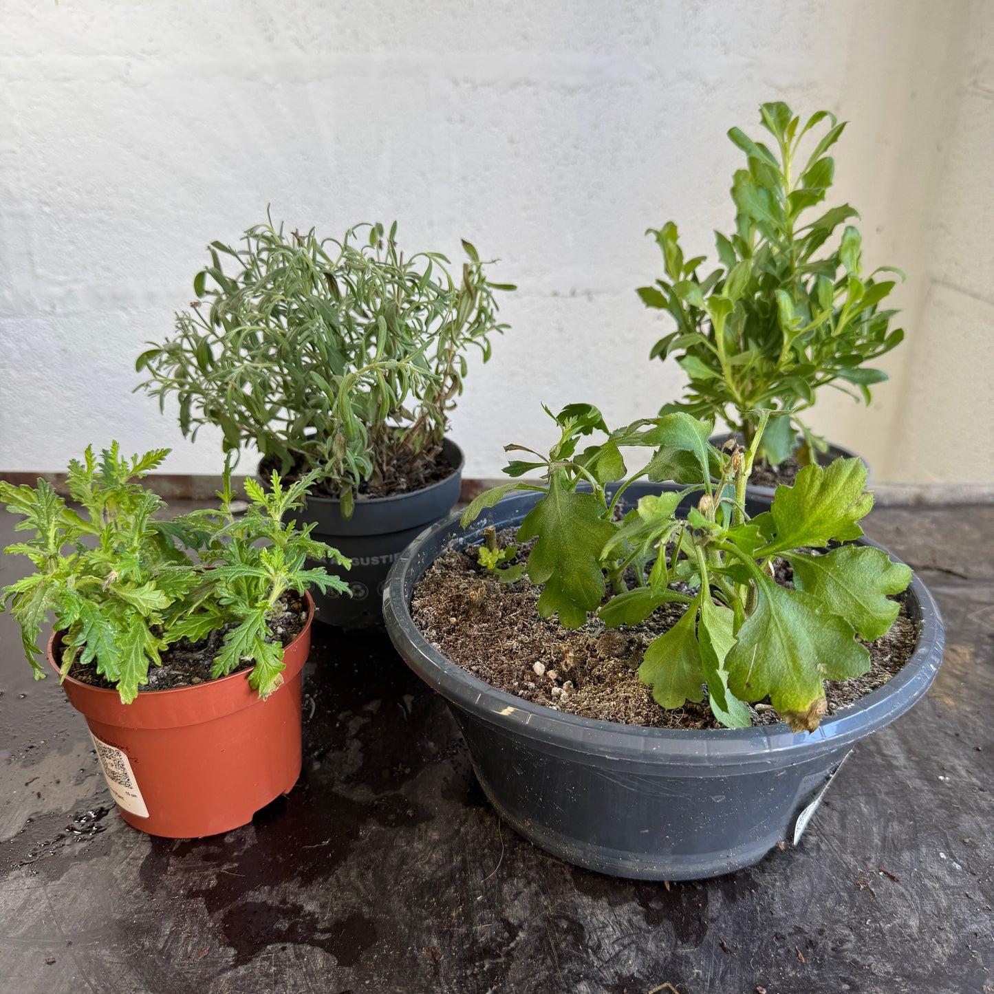 Garden Rescue Me! Box 6