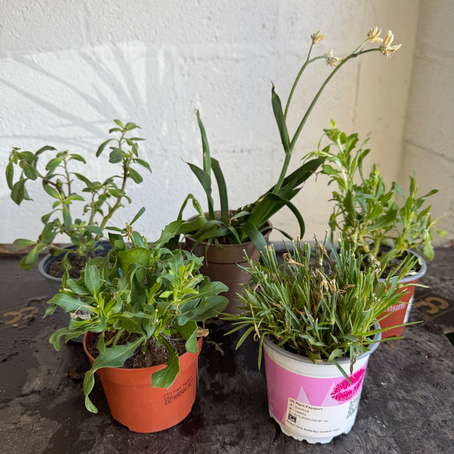 Garden Rescue Me! Box 14