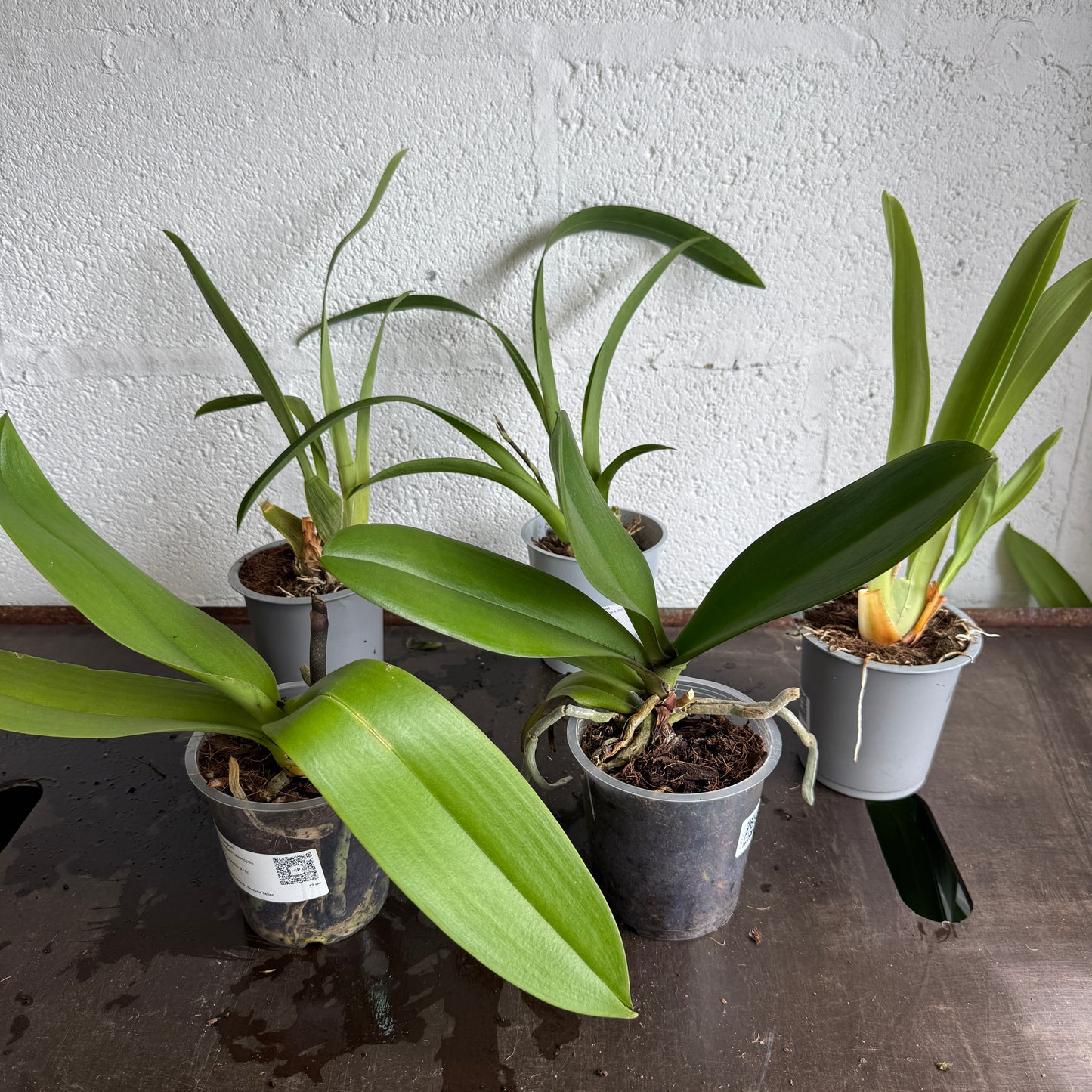 Speciality Orchid Rescue Me! Box 41