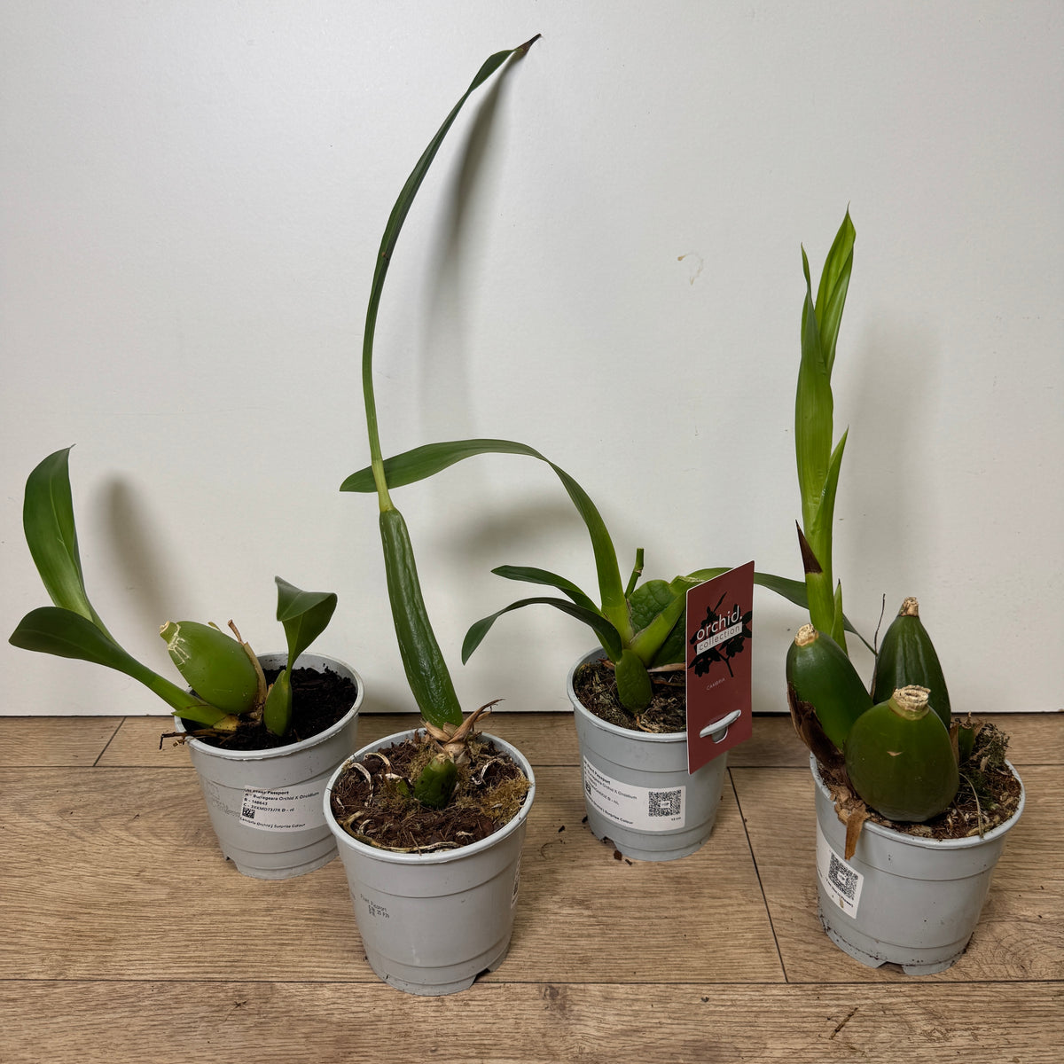 Speciality Orchid Rescue Me! Box 5