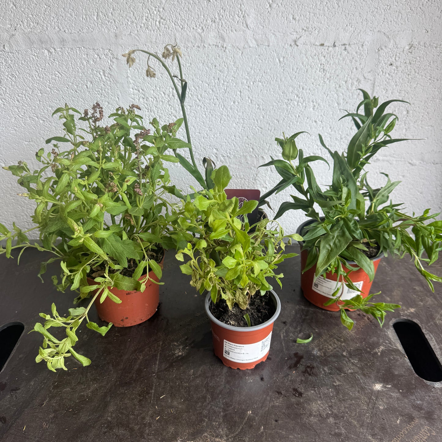 Garden Rescue Me! Box 6