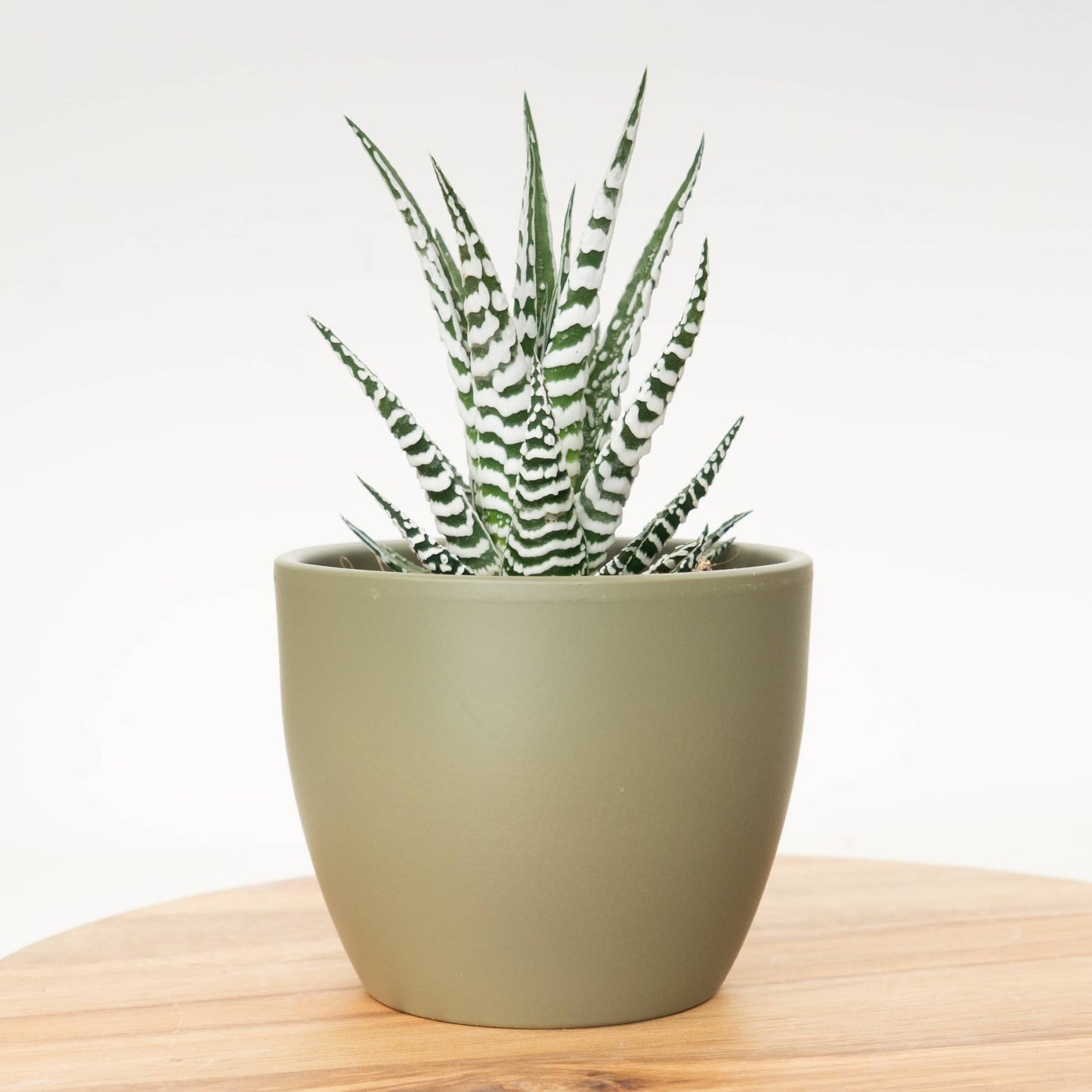 Zebra Cactus | Alba