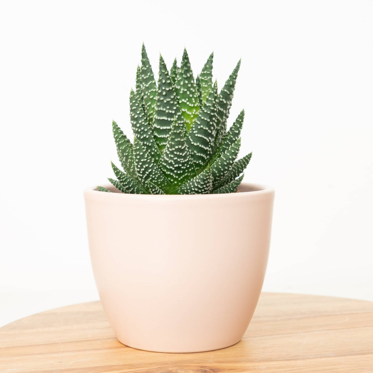 Zebra Cactus | Universe