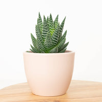 A Haworthia 'Universe' Zebra Cactus in a cosy ceramic pot, sitting atop a wooden table.