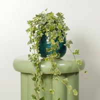 These stunning White Wonder Ivy tropical plants are excellent for adding a natural, luxurious touch at home, in the office & beyond! They are an easy care variety so great for beginners, and air purifying too - so by caring for yours, it'll care for you. Superb for gifting too - there's plenty to love with these fantastic ivy houseplants.
Variant shown is in a decorative Como pot - sold separately.