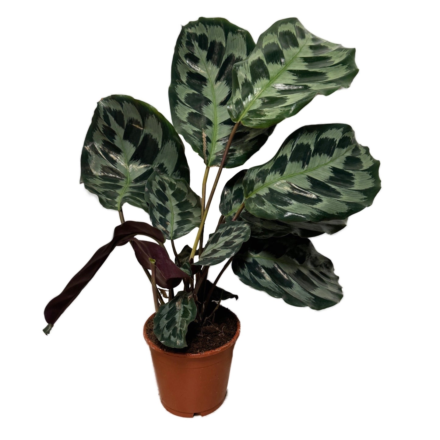 Prayer Plant | Helen Kennedy