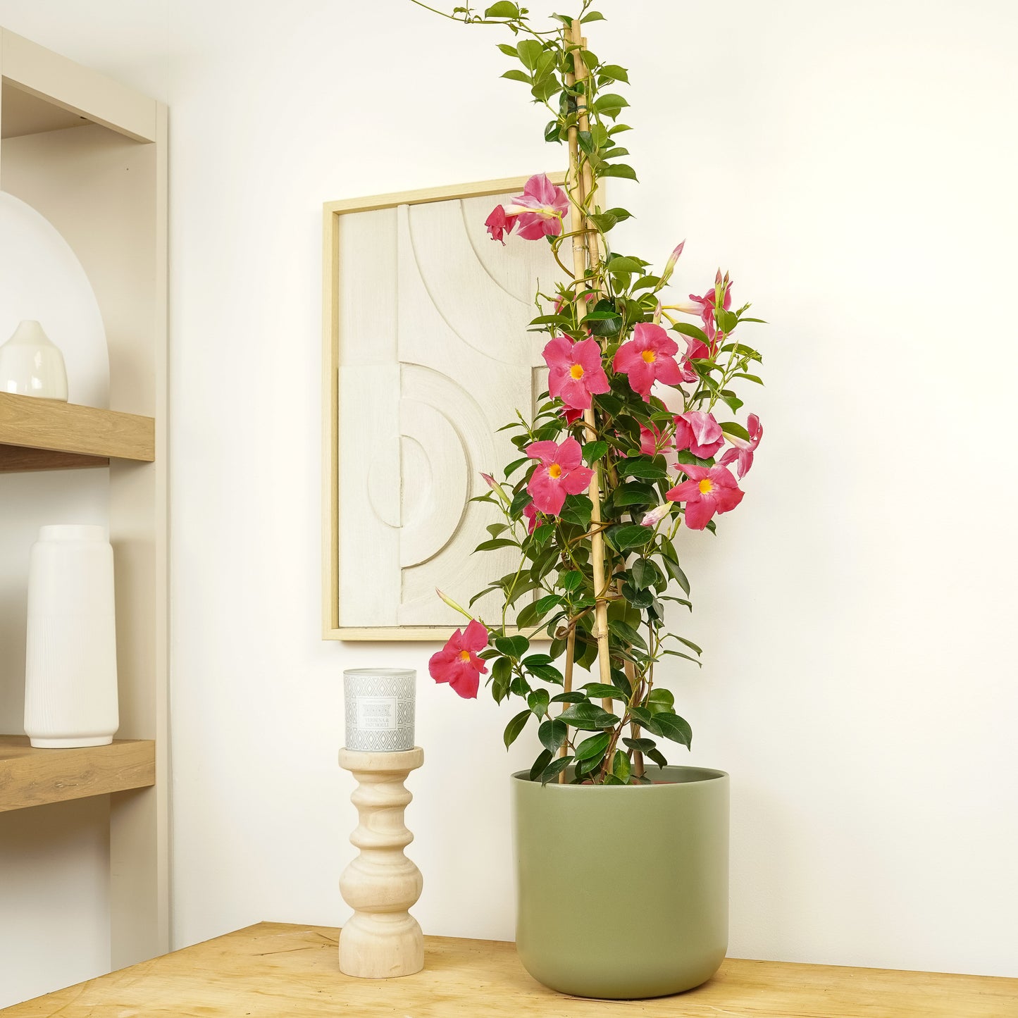 Rocktrumpet Vine | Hot Pink