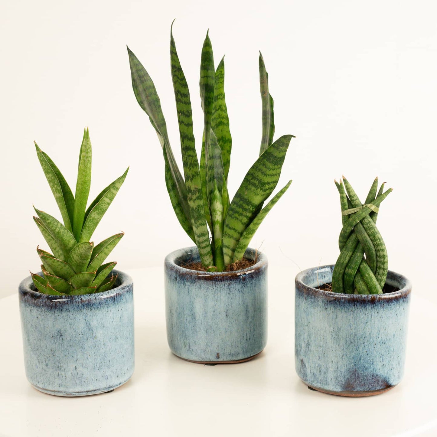 Baby Snakes | Plant Bundle