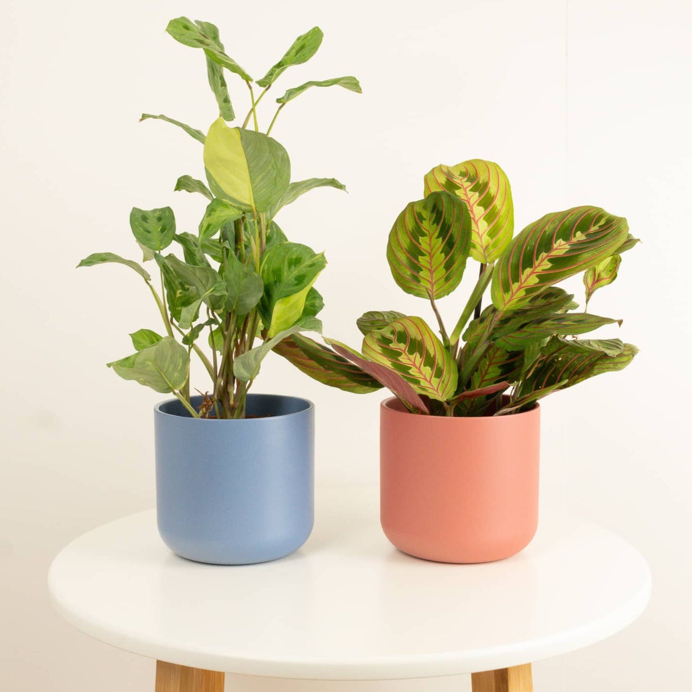 Prayer Pair | Plant Bundle