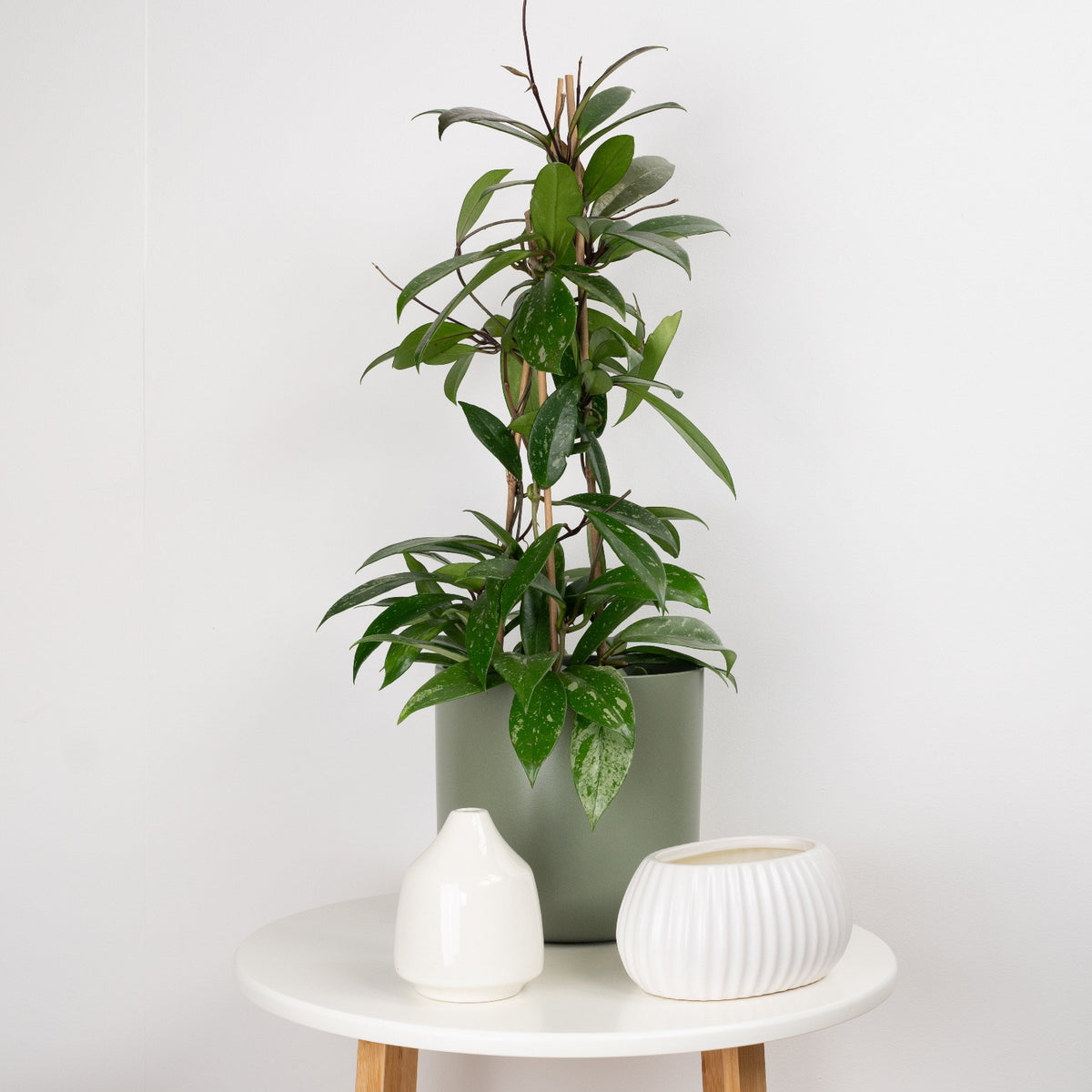 Wax Plant | Publicalix