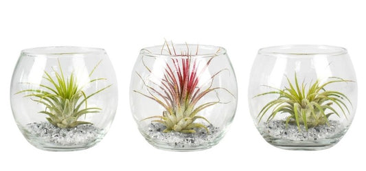 Air Plant | Mini Bowl Terrarium | Potted Houseplants