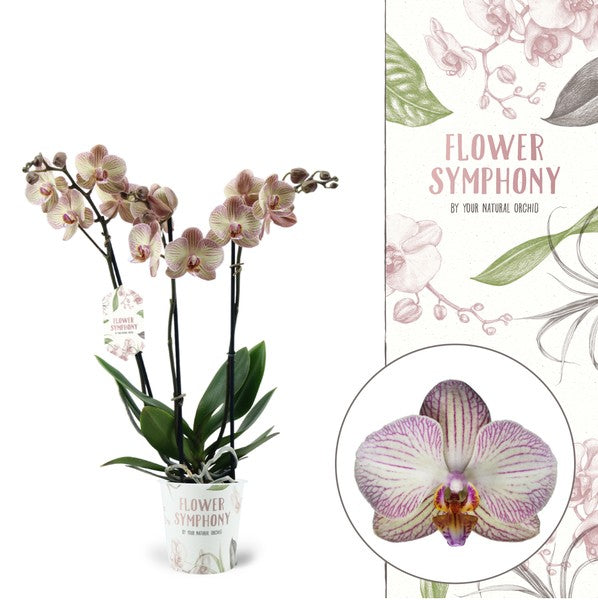 Phalaenopsis Orchid | Varese