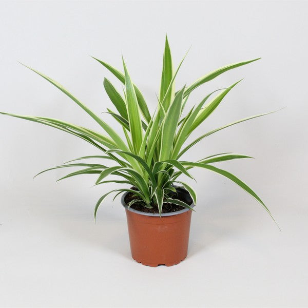 Spider Plant | Irish