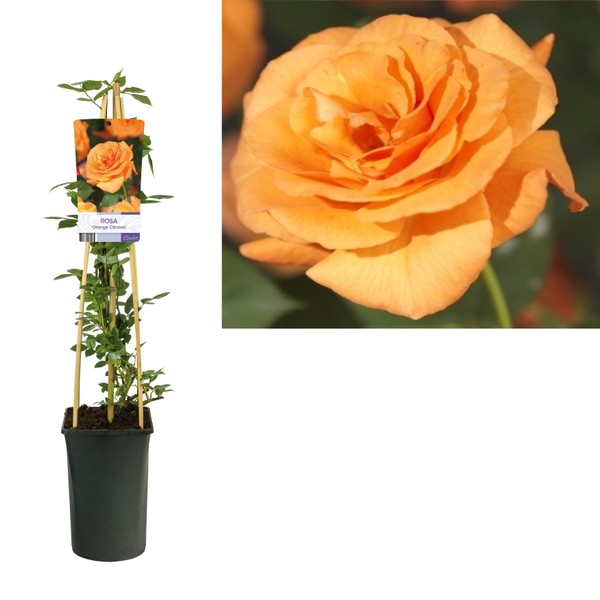 Climbing Garden Rose | Orange