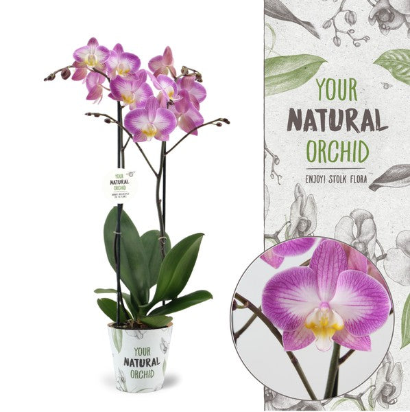 Phalaenopsis Orchid | Sunca Split