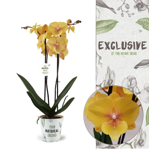 Phalaenopsis Orchid | Manta Palau