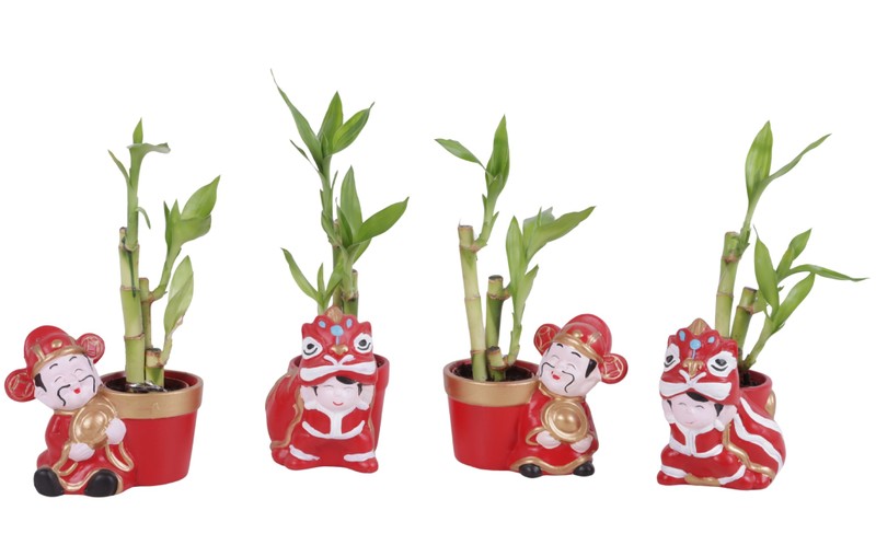 Lucky Bamboo