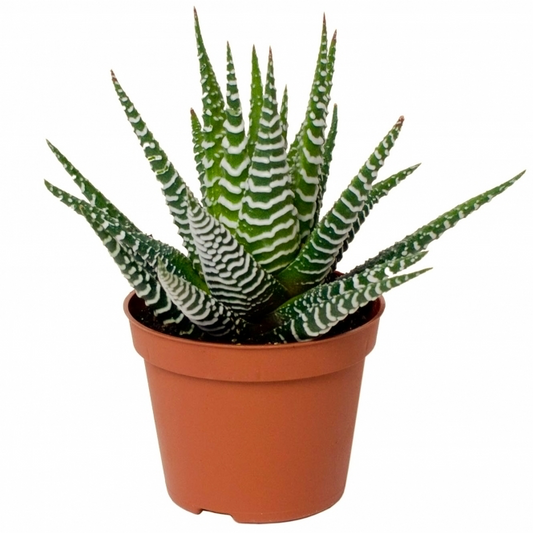 Zebra Cactus | Big Band | Perfect Plants for Under £30