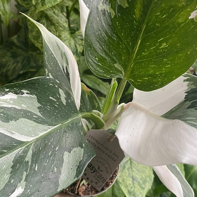 White Wizard Philo | Rare Plant