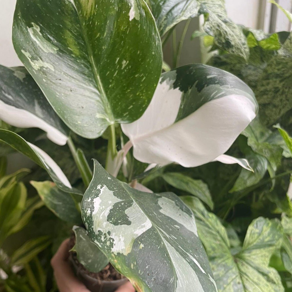 White Wizard Philo | Rare Plant