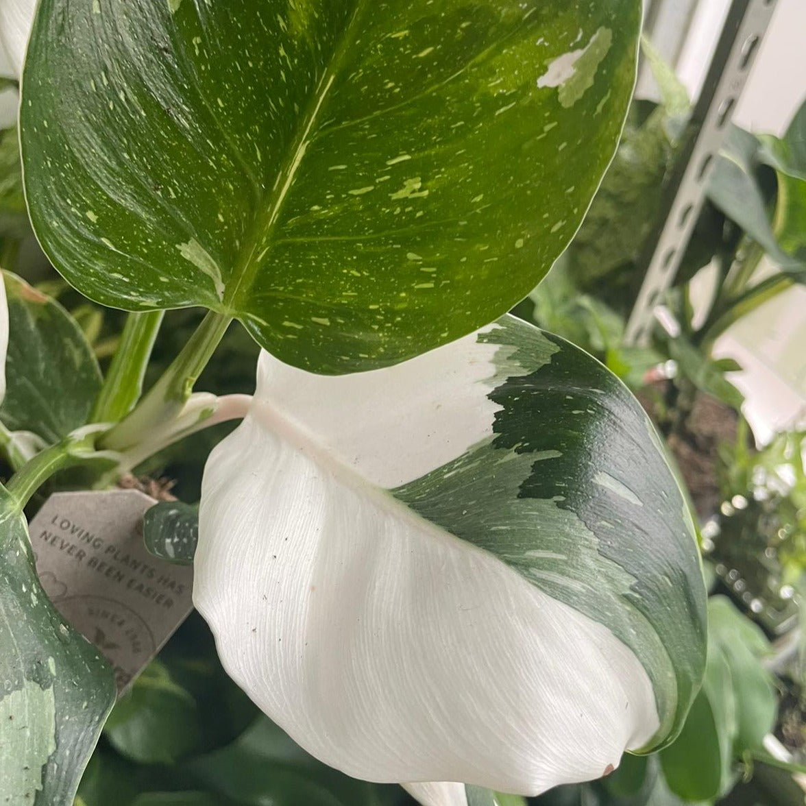 White Wizard Philo | Rare Plant