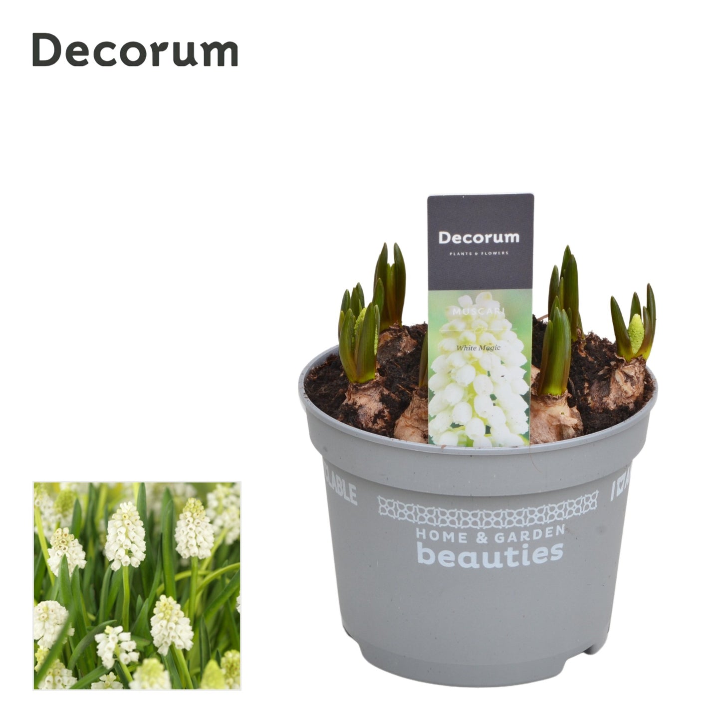 Grape Hyacinth | White Magic (in flower)